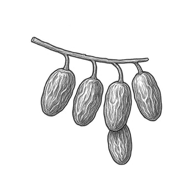Essence de Cardamome