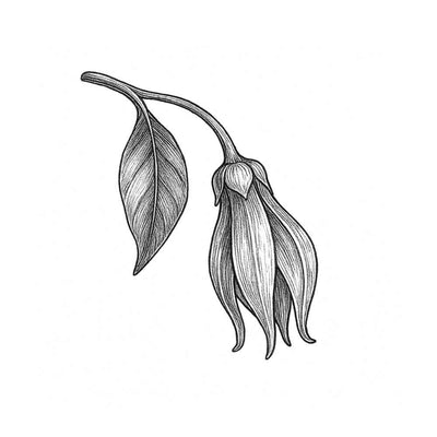 Ylang-Ylang