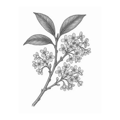 Absolue Osmanthus
