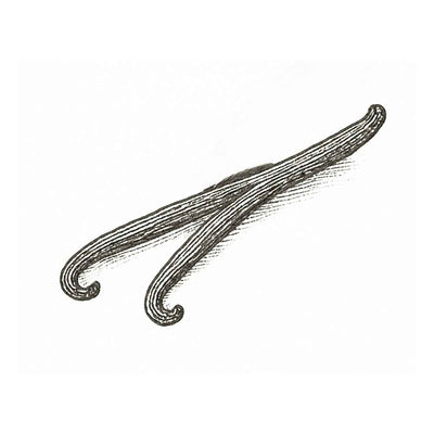 Absolue Vanille
