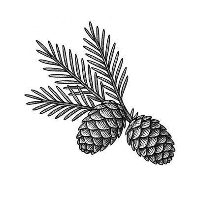 Cèdre