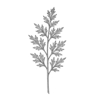 Essence d’Armoise