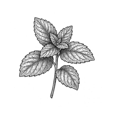 Essence de Menthe