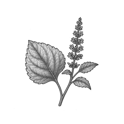 Essence de Patchouli