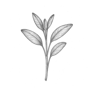 Tobacco Absolute