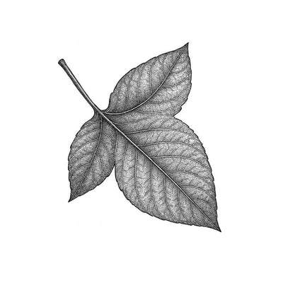 Feuille de Tabac