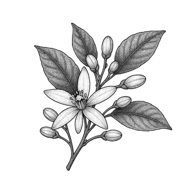 Fleur d'oranger
