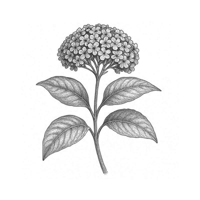 Héliotrope