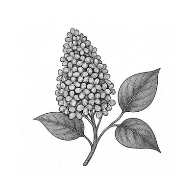 Lilas