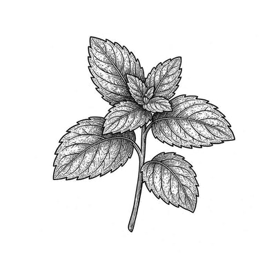 Menthe