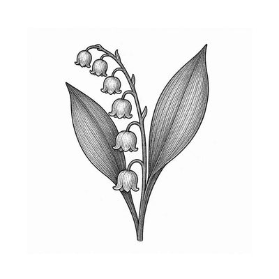 Muguet