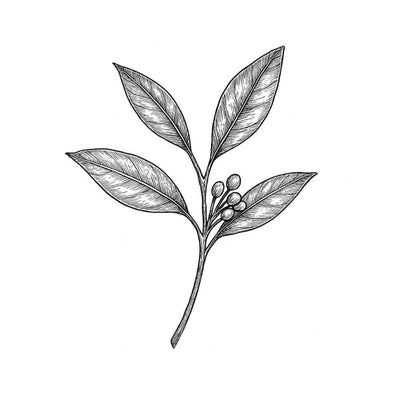 Petit-grain citronnier