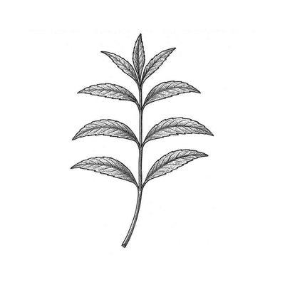 Verveine