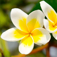fleur-de-tiare
