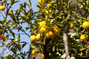 Bergamote fruits