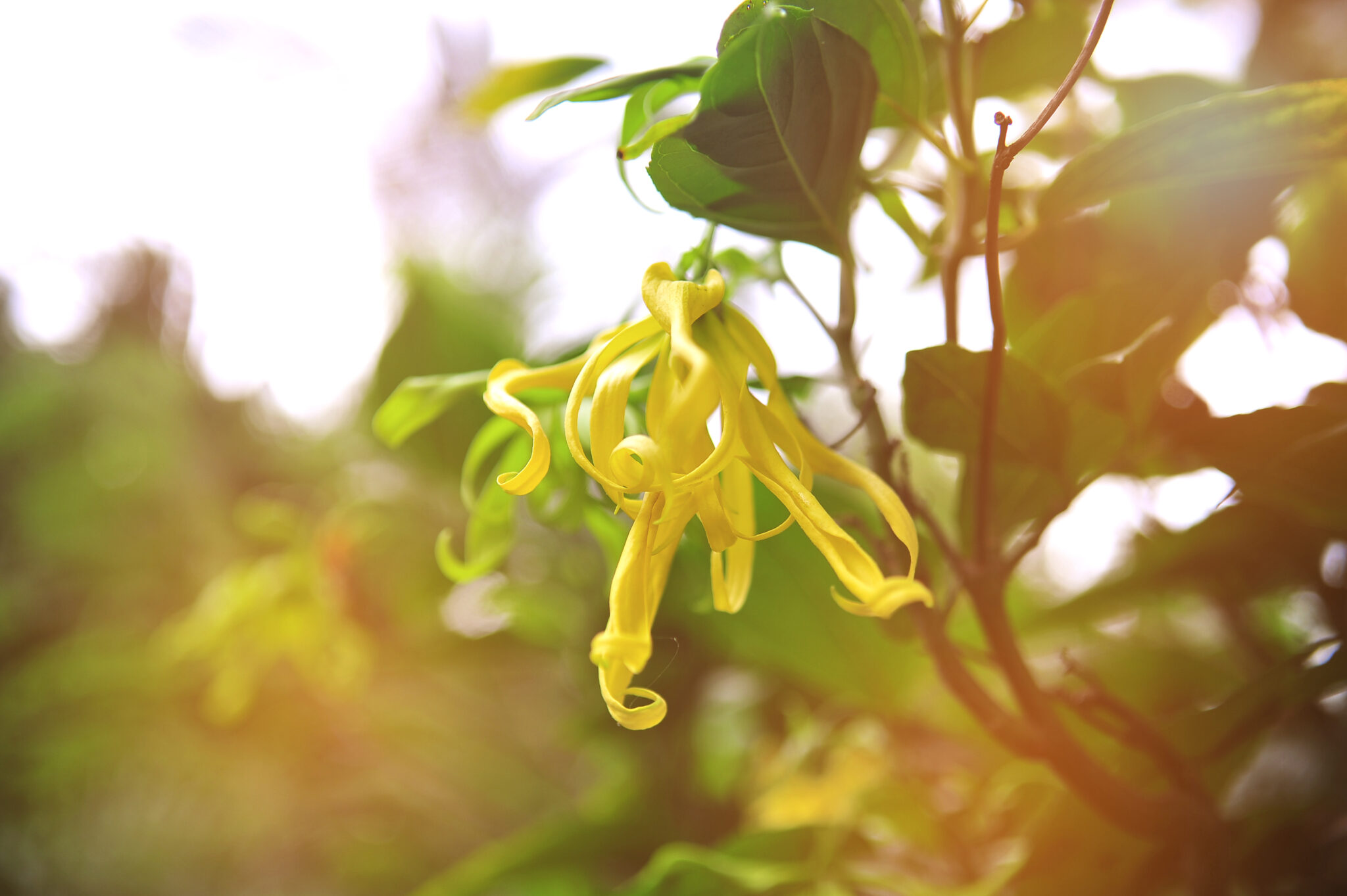 Ylang fleur